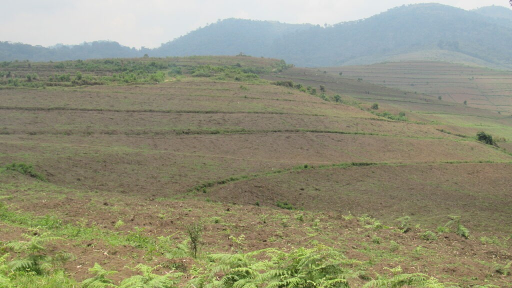 Article : Qui défriche Kibira ? Les agriculteurs et le gouvernement