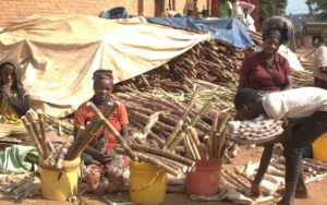 Article : Gitega : La canne à sucre, source de revenus pour les femmes et les enfants pendant les vacances