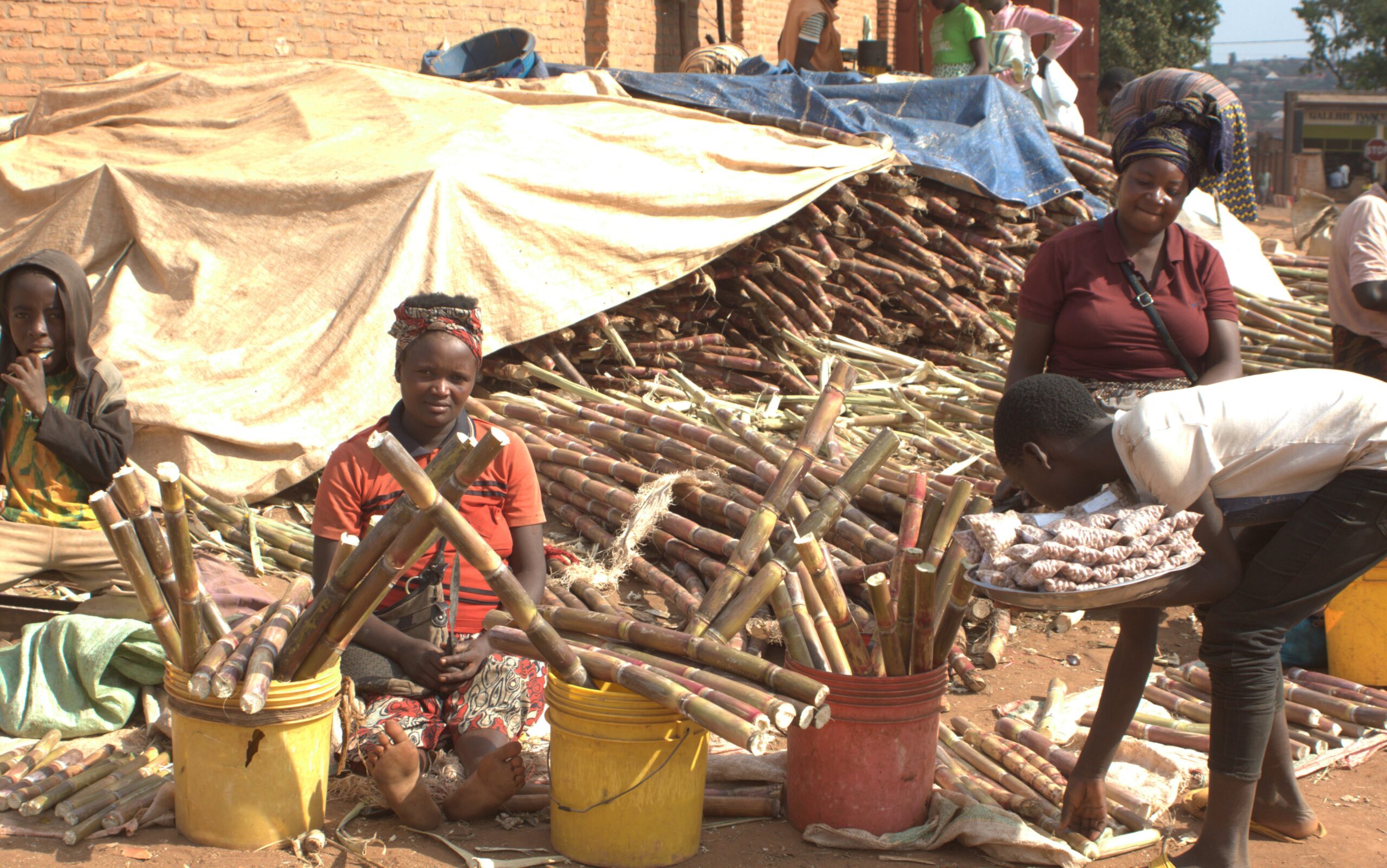 Gitega: Sugar cane, source of income for women and children during the holidays ~ Ijambo
