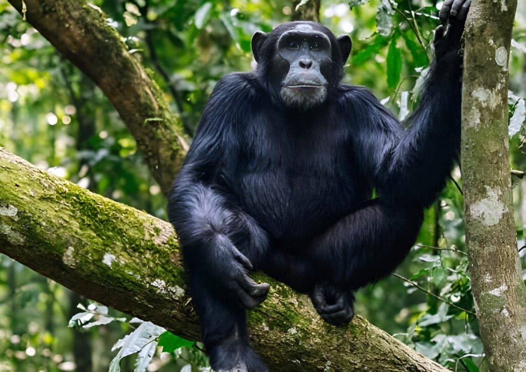Article : De 500 à 200 : comment les plantations de thé contribuent au déclin des chimpanzés de Kibira