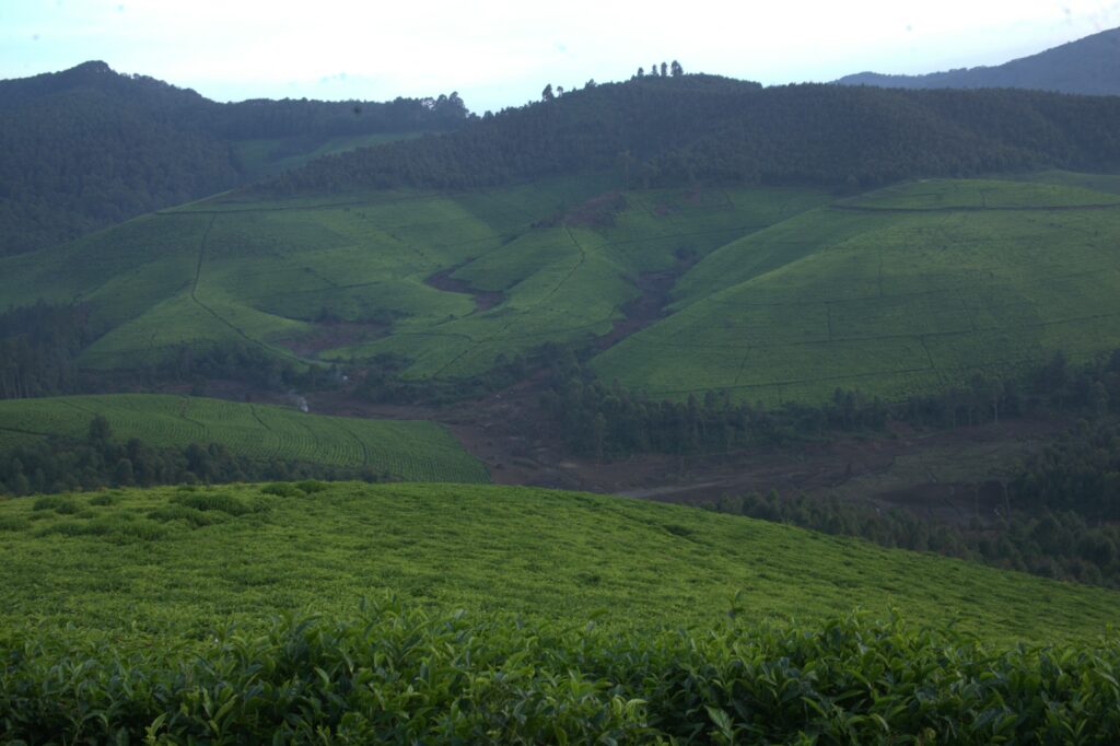Article : Le coût du thé : comment le Burundi sacrifie un parc national au profit d&rsquo;une culture commerciale 