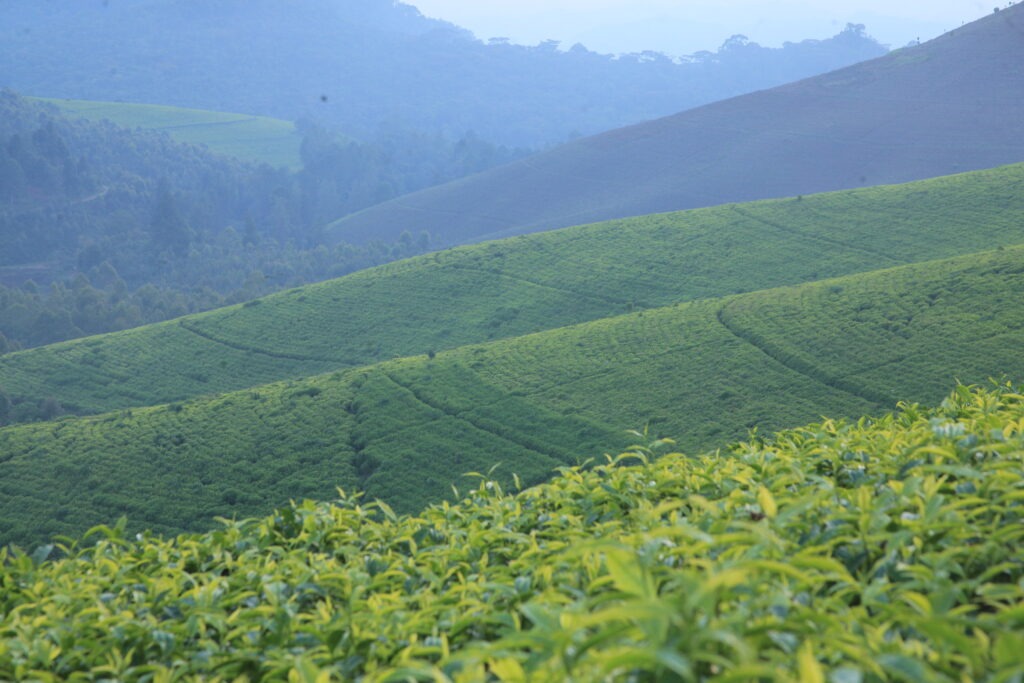 Article : Thé vs arbres : la lutte du parc national de Kibira 