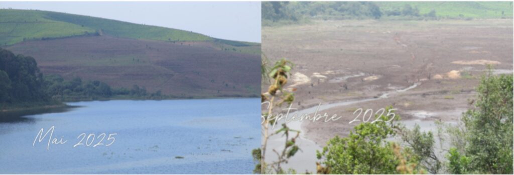 Le lac Rwegura s’assèche. La partie du lac de Rwegura proche des plantations de thé de Rwegura a tari en septembre 2025 au moment où en mai 2025, elle était couverte des eaux du lac de Rwegura.